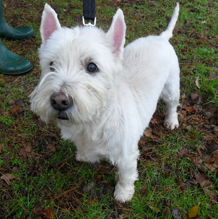Dougie - 10 year old male West Highland White Terrier available for ...