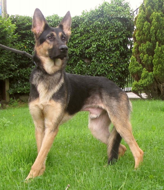 Austin 1 Year Old Male German Shepherd Dog Available For Adoption