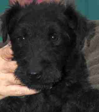 Search Results For Se Dogs For Adoption Rescue Dogsblog Com