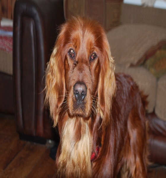 Cooper – 2 year old male Irish Red Setter dog for adoption