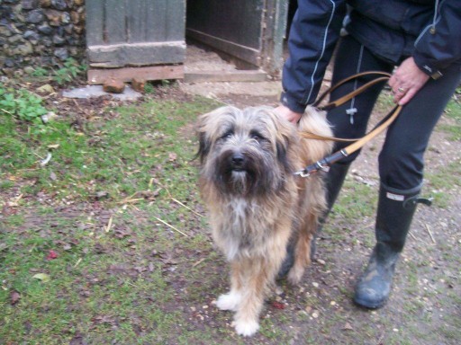 bearded collie cross tibetan terrier for sale