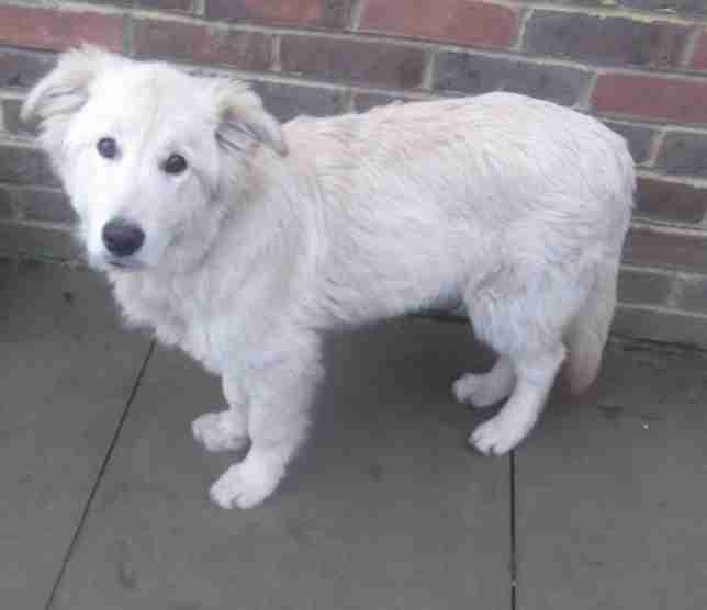 japanese spitz cross breed golden retriever