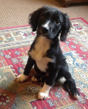 Fletch - 12-14 week old male Spaniel cross Collie available for adoption