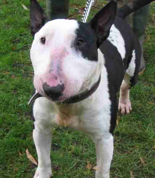Alfie 3 year old male English Bull Terrier available for