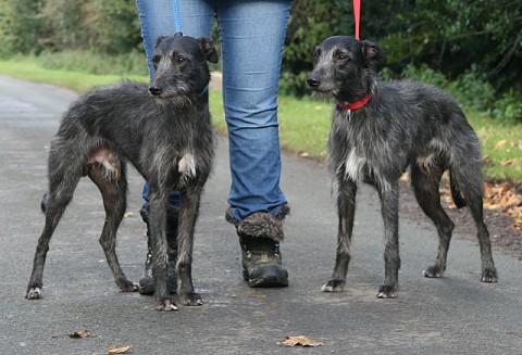 Dogs Now Rehomed Dogs For Adoption