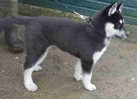 12 week old husky puppy