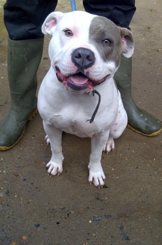 Bessie - 2 year old female American Bulldog cross Staffordshire Bull ...