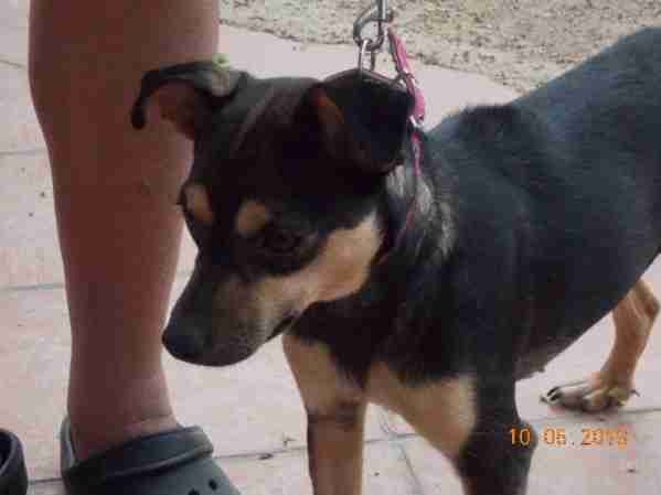 jack russell cross pinscher