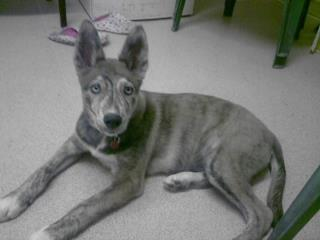 husky lurcher