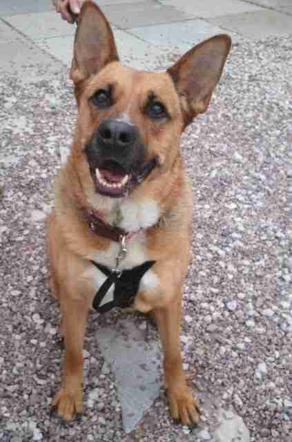 jack russell x german shepherd