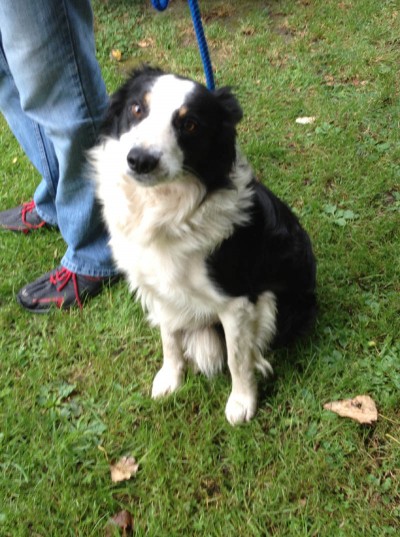 Ollie - 2 year old male Border Collie available for adoption