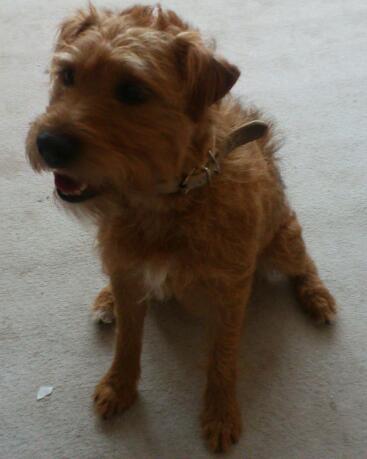 Izzy – 3 year old female Lakeland Terrier cross Border Terrier dog for ...