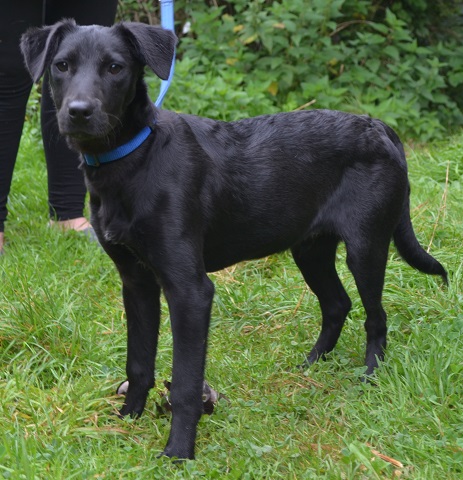 Bramble - 5 month old male Labrador Cross available for adoption