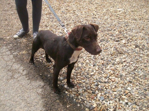 cocker x patterdale