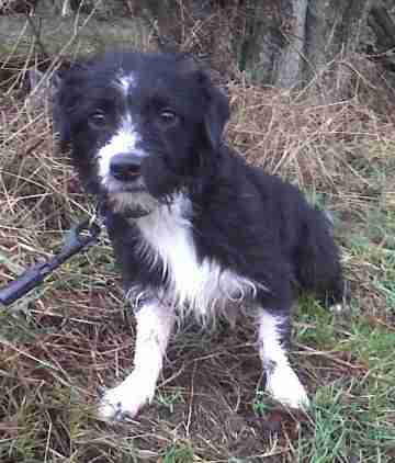 border collie and bichon frise cross