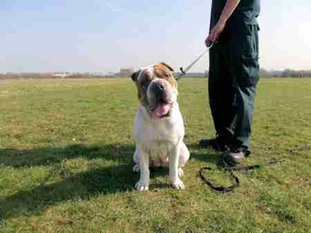 english bulldog x shar pei