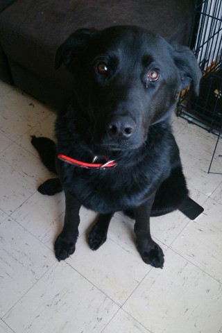 Homer – 10 month old male Labrador cross German Shepherd dog for adoption