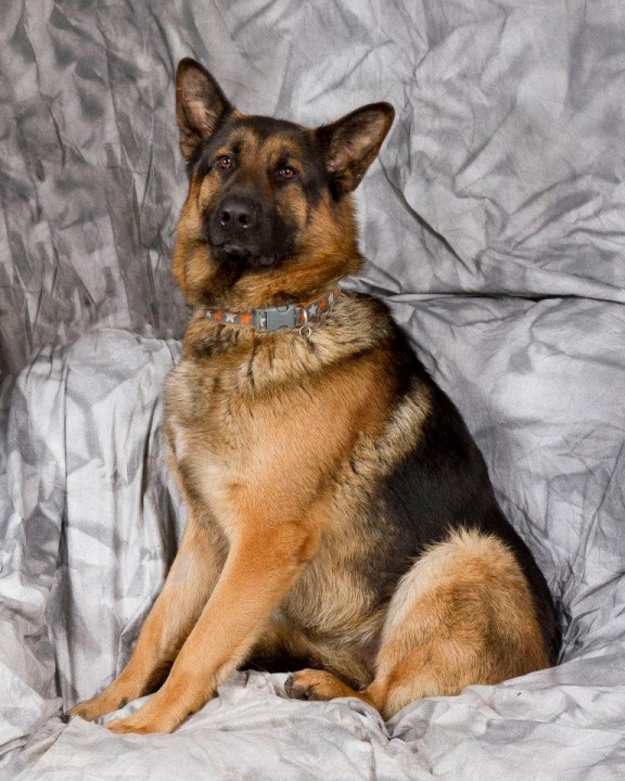 Max - 2 year old male German Shepherd Dog available for adoption