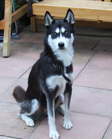 Nanuck - 2 year old female Siberian Husky available for adoption