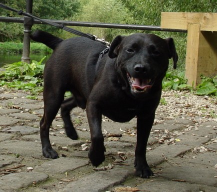 patterdale lab cross