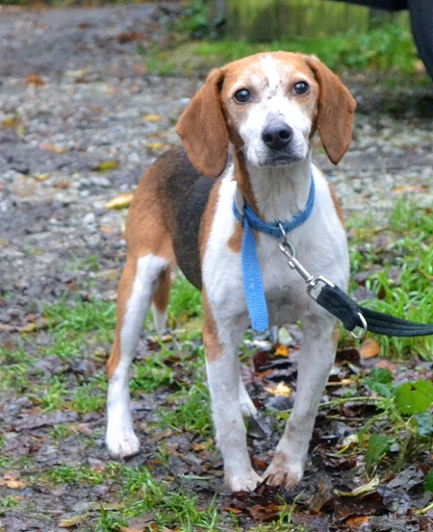 Maud – 7 year old female Beagle dog for adoption