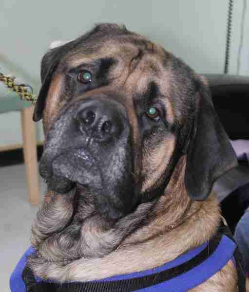 Bailey 4 year old male English Mastiff available for