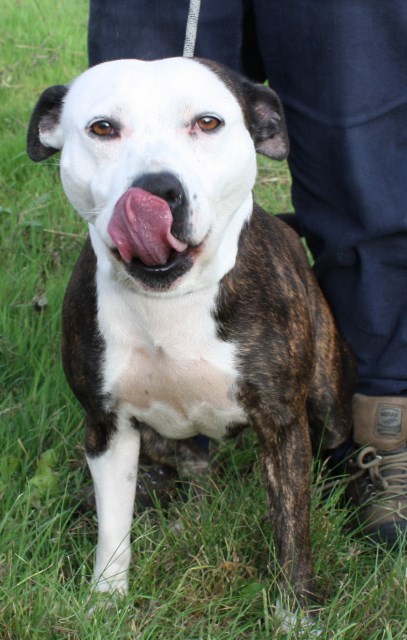 Sally – 2 year old female Staffordshire Bull Terrier dog for adoption