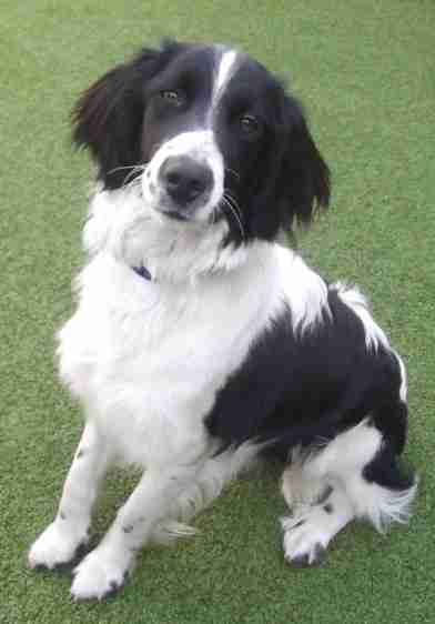 kelpie cross springer spaniel