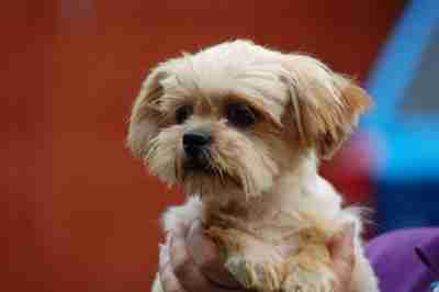 lhasa apso x chihuahua