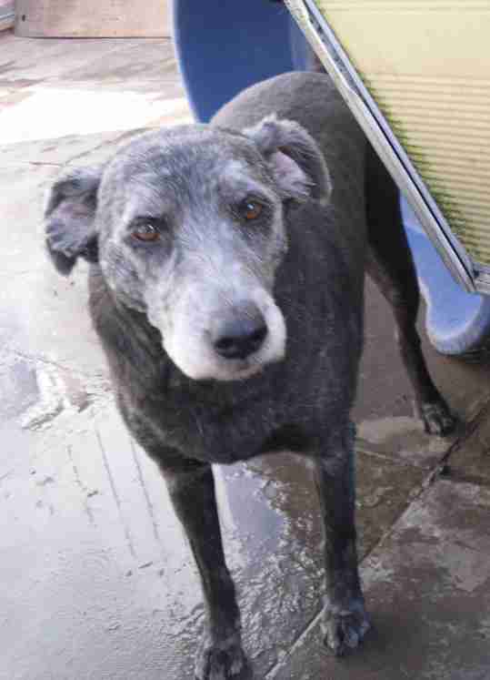 Animal Allsorts Rescue Birmingham Dogs For Adoption Dogsblog Com