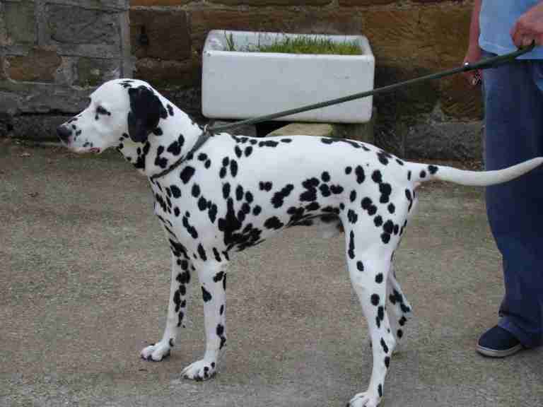 older dalmatians for sale