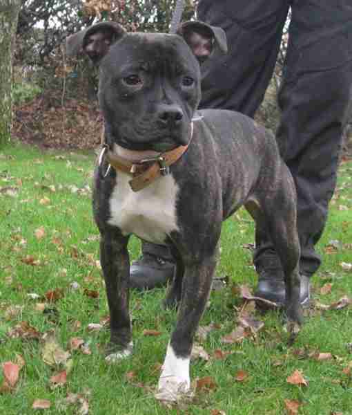 staffordshire bull terrier 1 year old