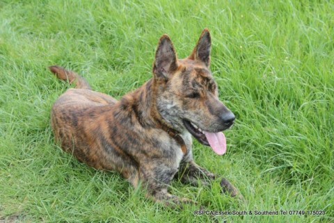 Blitz – 20 month old male German Shepherd cross Staffordshire Bull ...