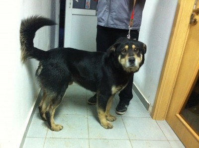 Bucks 3 Year Old Male Rottweiler Cross German Shepherd Dog Available For Adoption