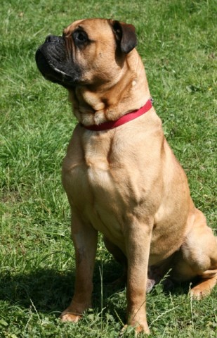 mastiff teddy