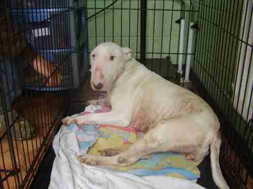 long hair bull terrier