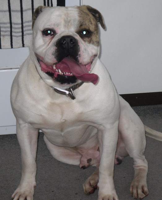 Bruce – 2 year old male American Bulldog dog for adoption