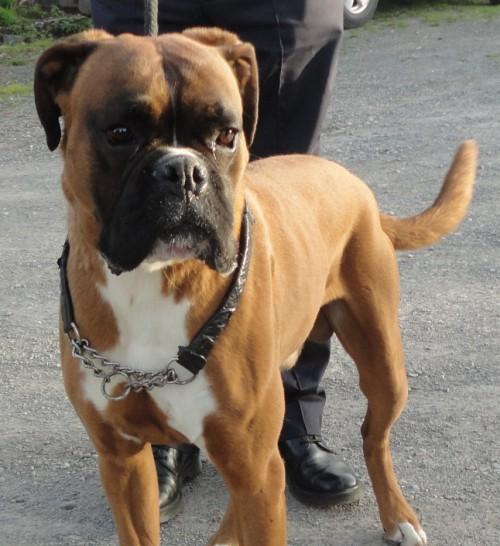 cassius-2-3-year-old-male-boxer-available-for-adoption