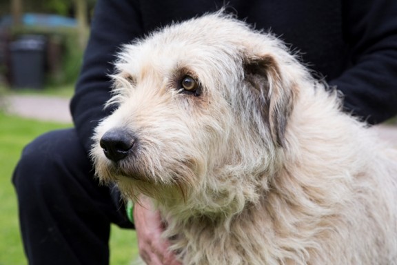 Big Bear – 12 year old male Romanian Miriotic Sheepdog Cross dog for ...