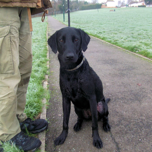 Bella – 10 month old female Labrador Retriever dog for adoption