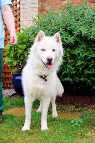 samoyed x husky