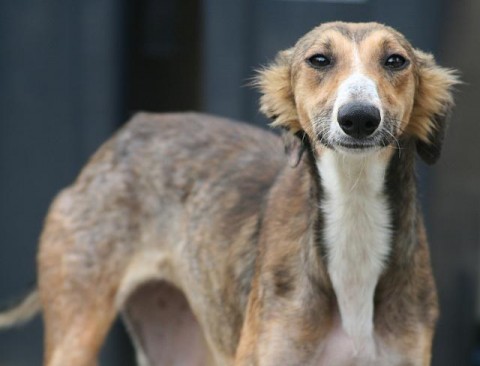 Prissy - 9 month old female Saluki cross Whippet available for adoption