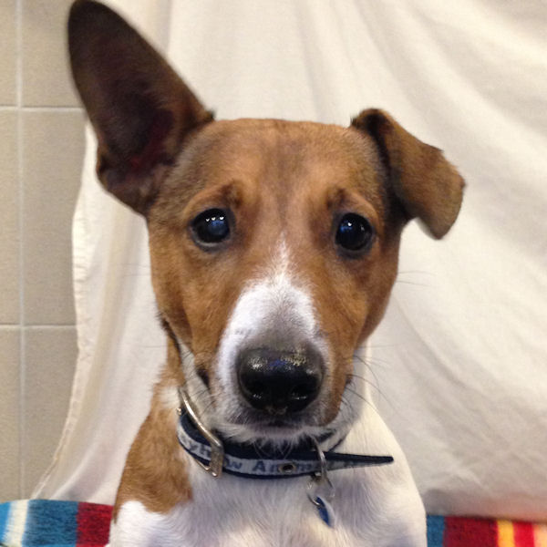 Roman – 8 year old male Basset Hound cross Jack Russell Terrier dog for ...