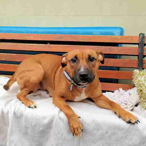 Mayhew Animal Home Dogs for Adoption Page 15 of 106