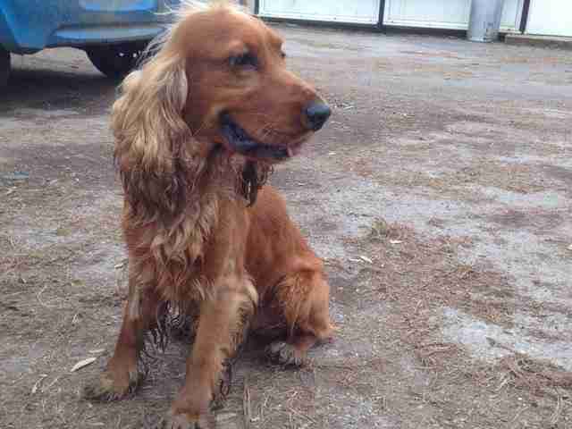 irish setter and cocker spaniel mix
