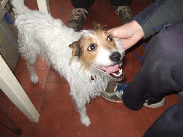 Pet Welfare Nottinghamshire Dogs for Adoption dogsblog