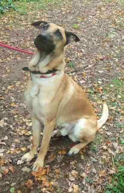 malinois lurcher