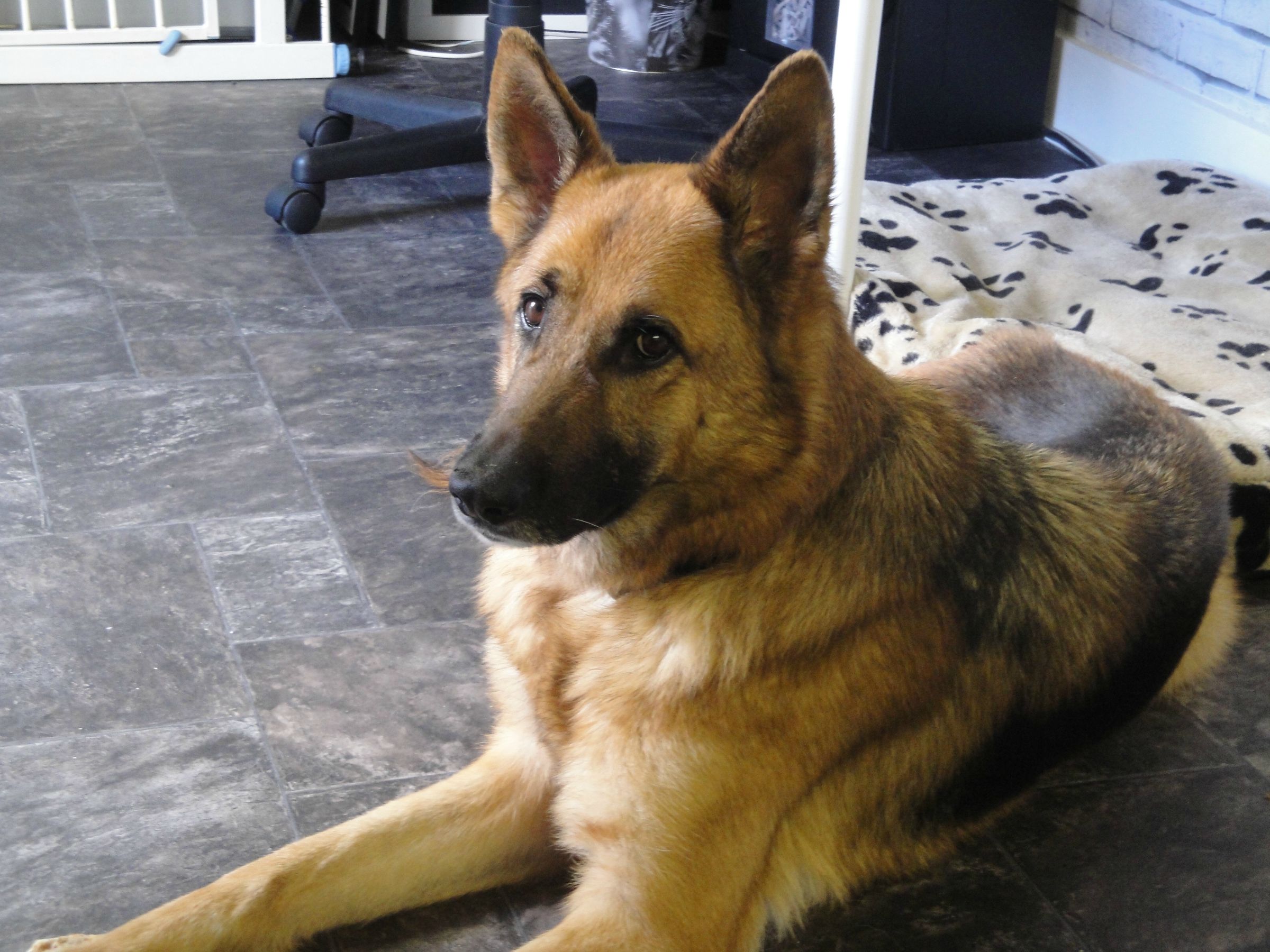 Dizzy – 4 year old male German Shepherd Dog dog for adoption