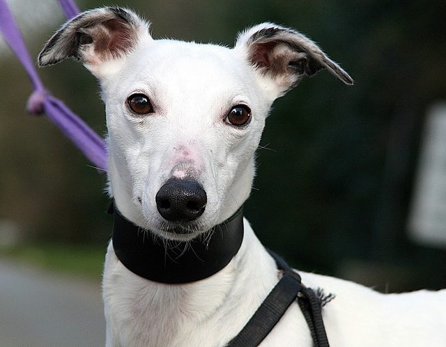 Dobbie – 2 year old female Whippet dog for adoption