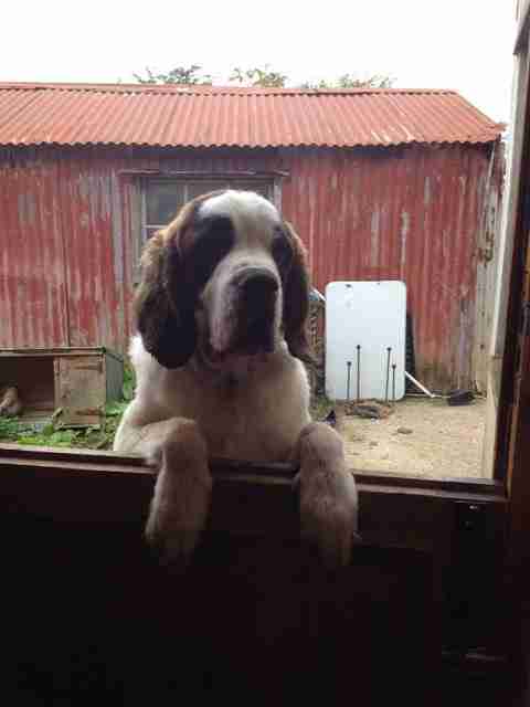 Beth 10 Month Old Female St Bernard Available For Adoption Beth 10 Month Old Female St Bernard